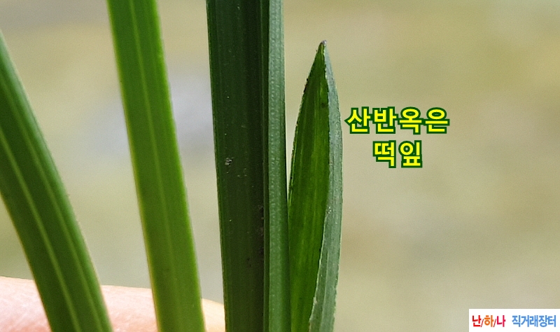 @진청 산반(생강근)