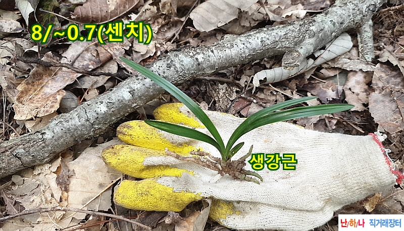@산채 환엽산반(생강근?