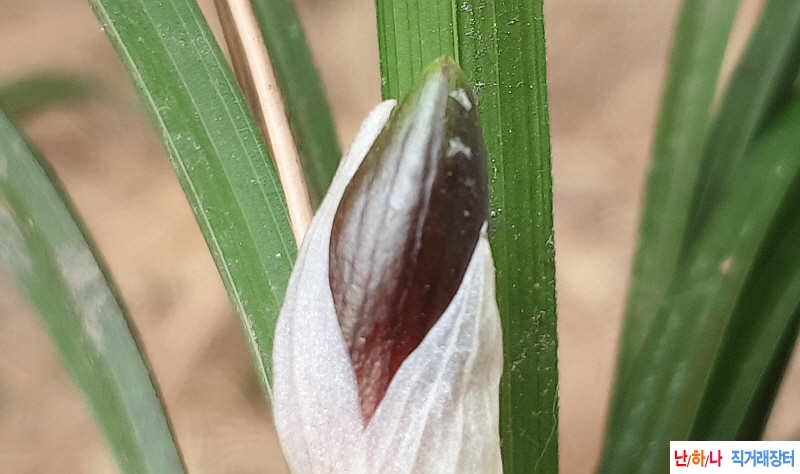 @산채 화형자화(1경)