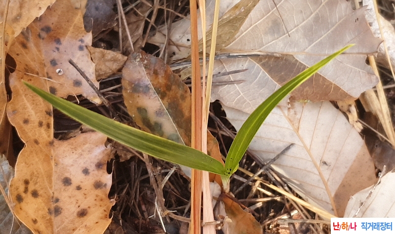 @산채 호피반꿈나무(생?