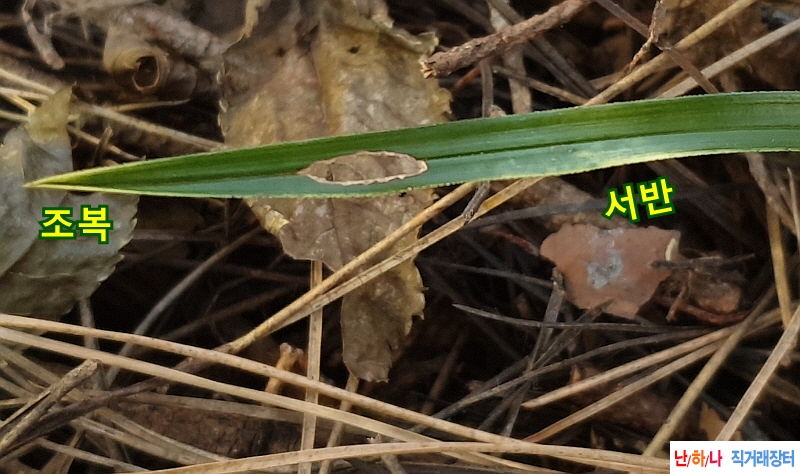 @산채 입변무늬변(생강?