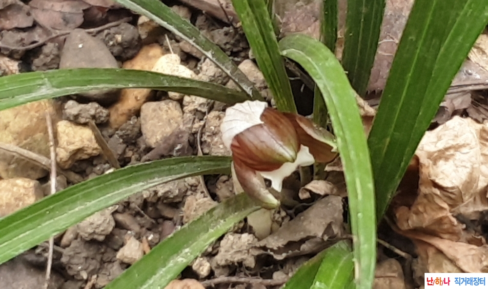 @산채 화형자화(1경)