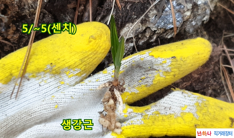 @산채입변 산반호중투(?