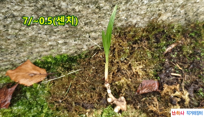 @산채 입변산반(생강근?