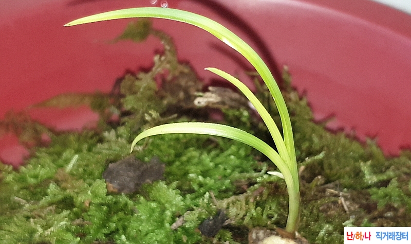 @산채 입변서반(생강근?