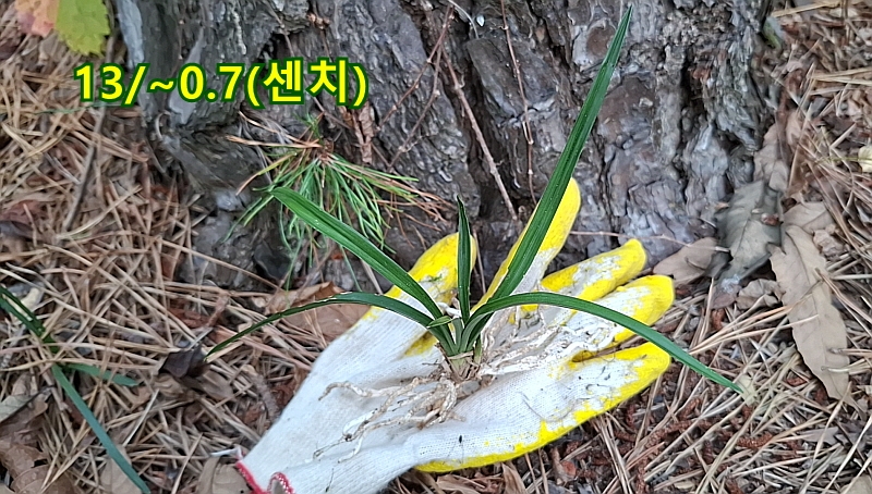 @산채 장단엽(생강근)