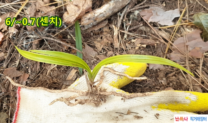 @산채입변 형광서(생강?