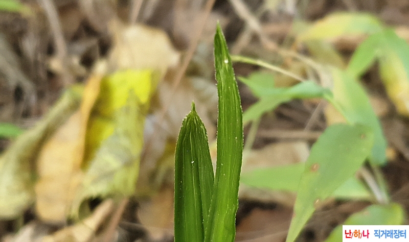 @산채 두화변산반