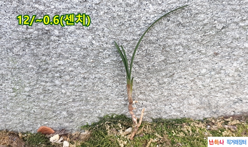 @산채 장단엽성