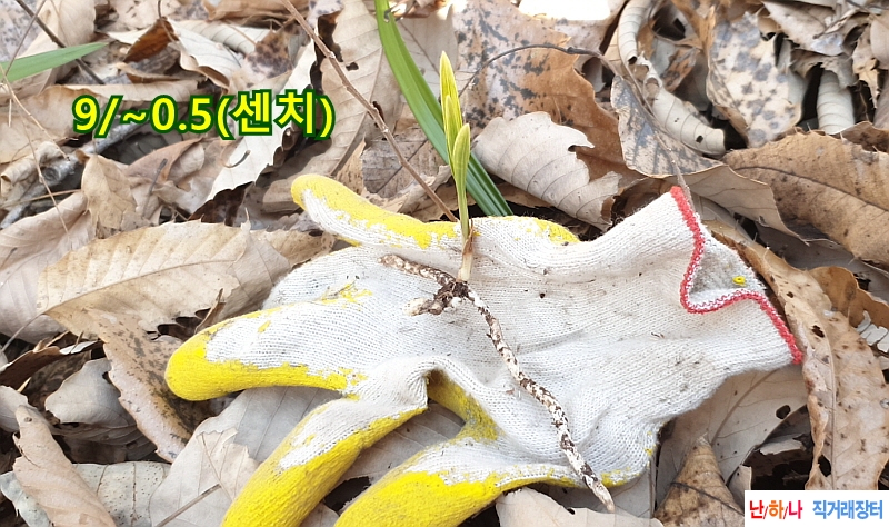 @산채입변 전면산반(생?