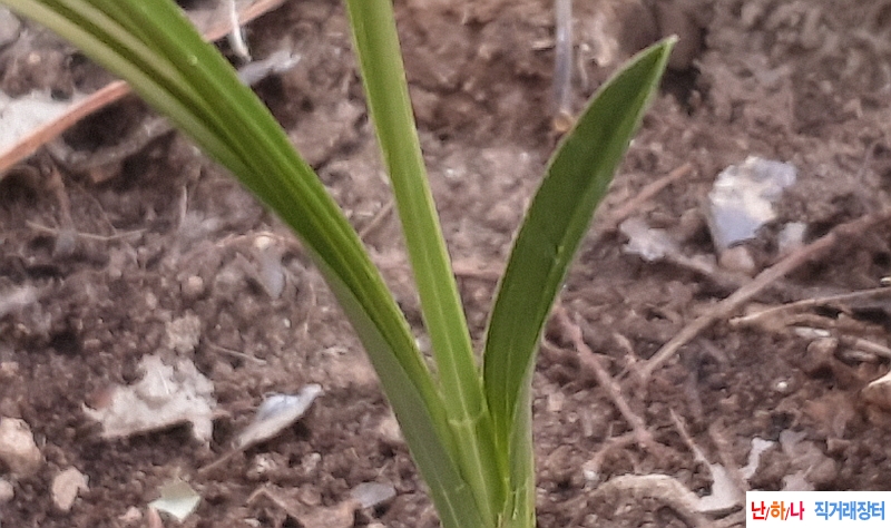 @산채 진청옥은변(생강?