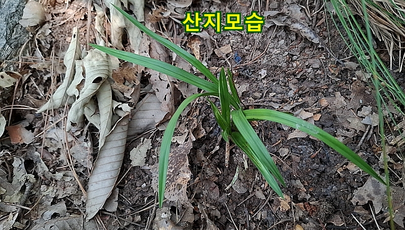 @산채 내산반중투(생강?
