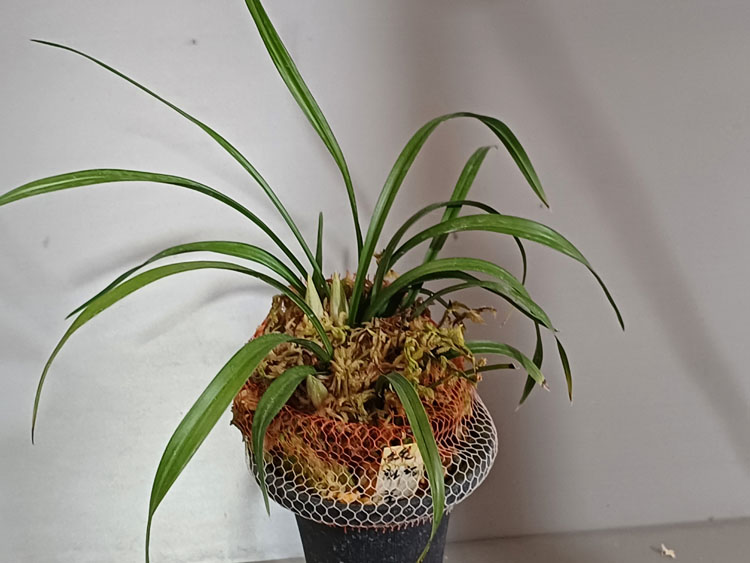 화형소심 ( 꽃 )