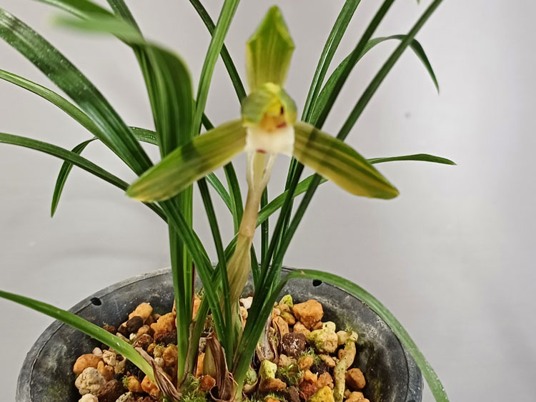 산반호복색화 ( 꽃 )