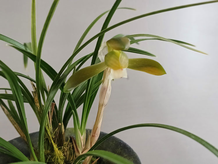 홍주금화 ( 꽃 )