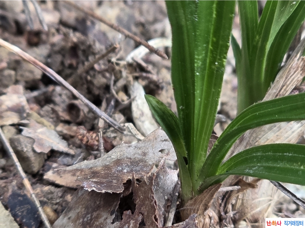 산채입엽산반+송이버?