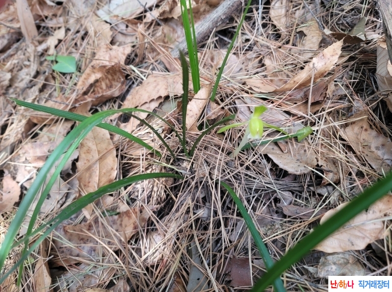 산채소심