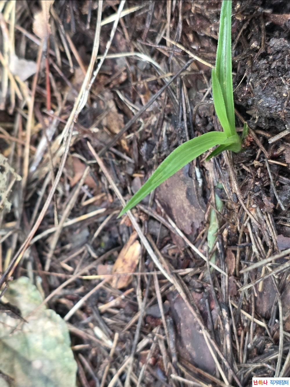 산채 생강 입엽산반