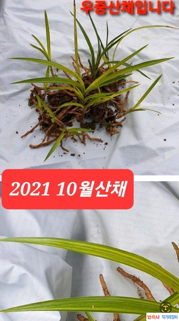 산채