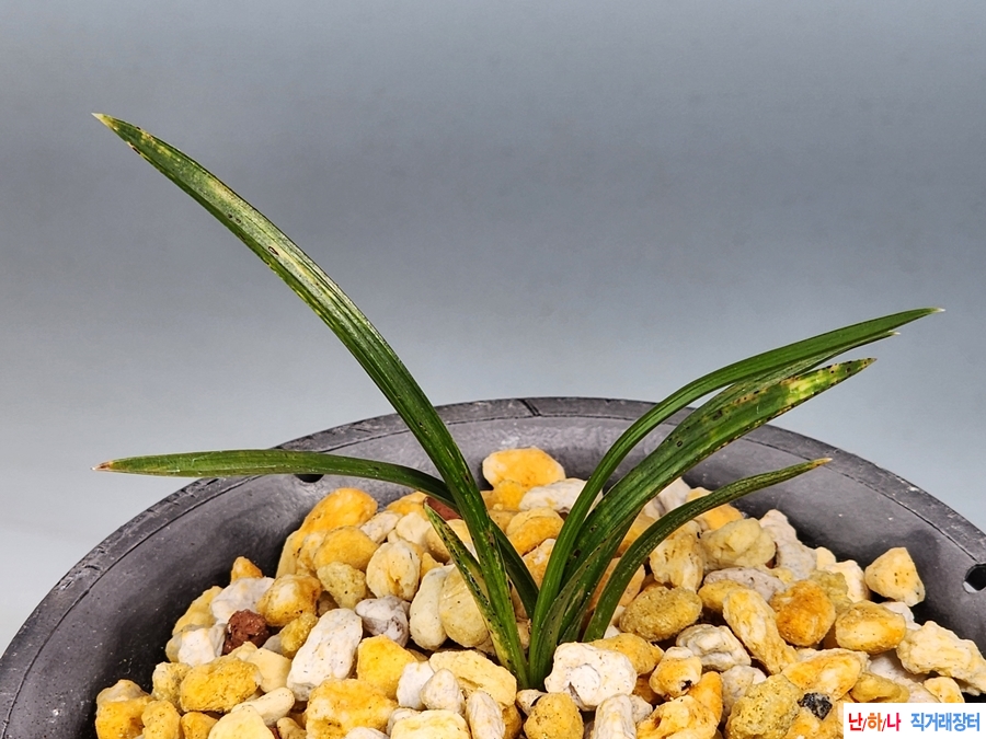 산출입변호반물