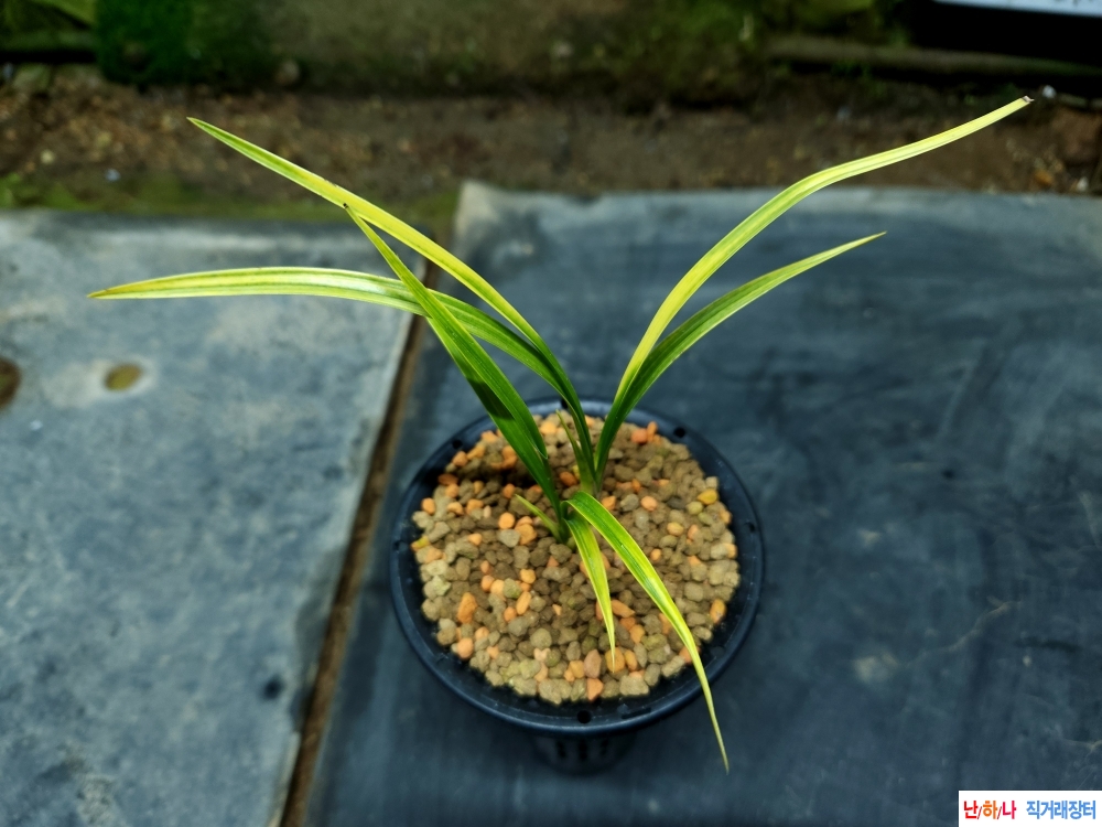 산채 죽근생강근 화려?