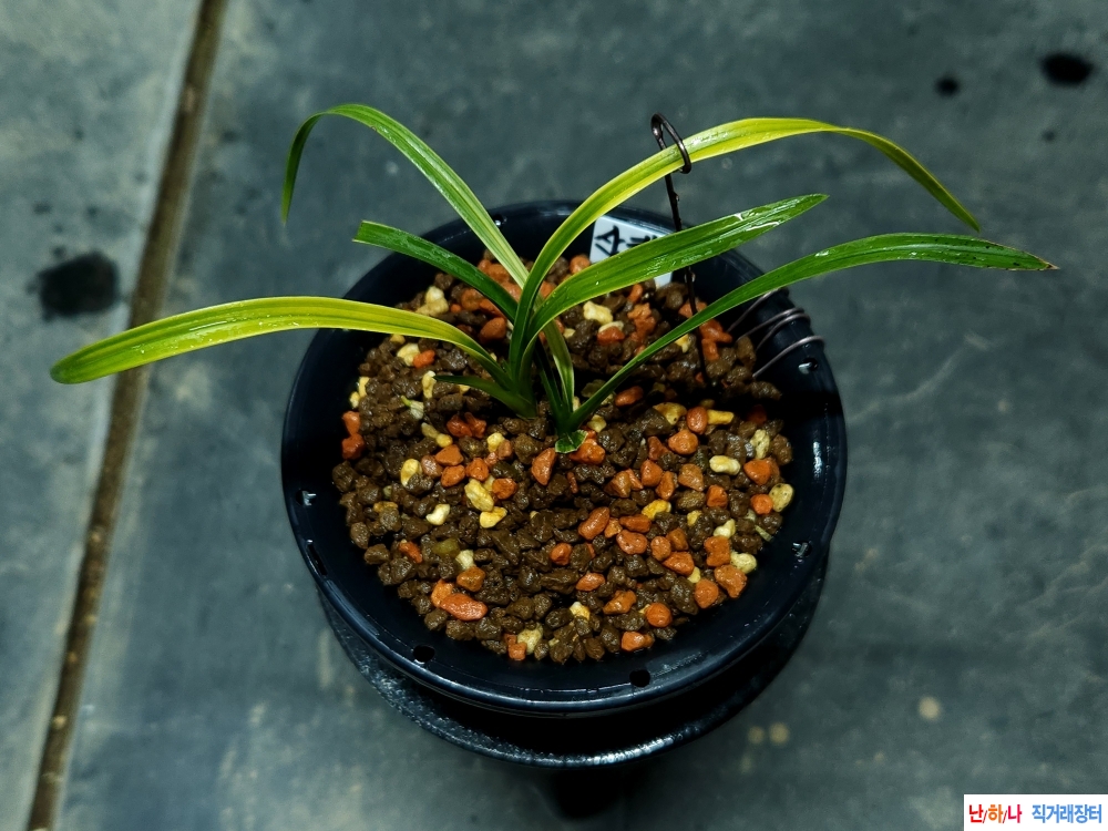 산채생강출 입변황서?