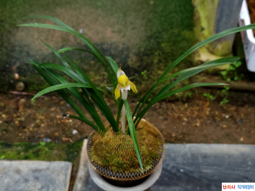 조기 개화한 화형 주홍?