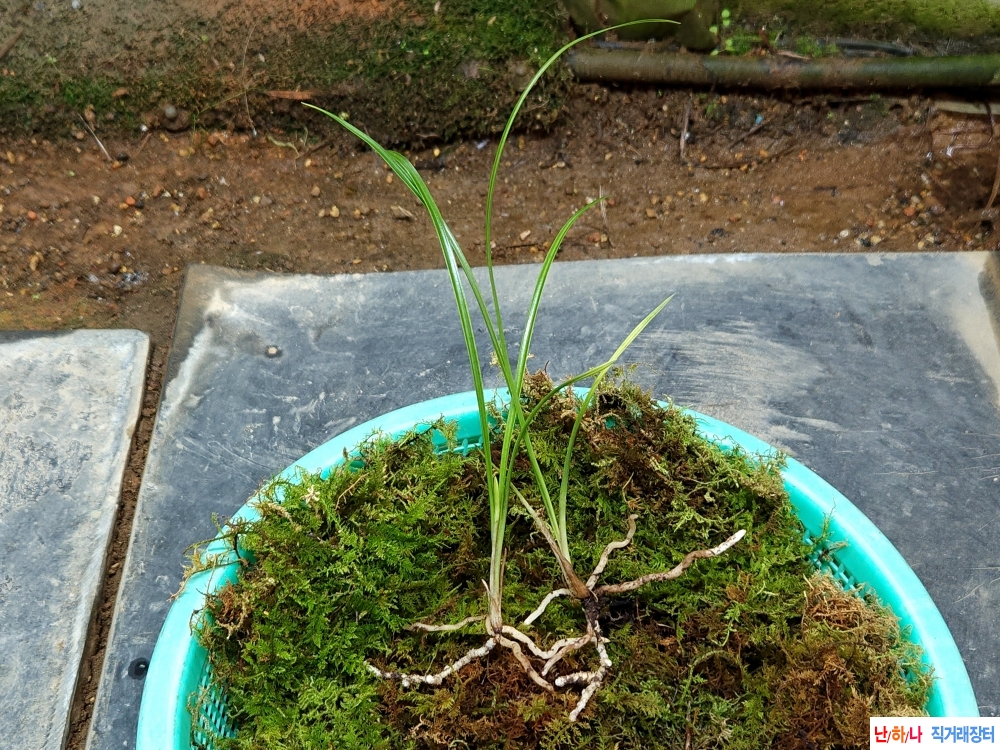 산채서반(생강근)