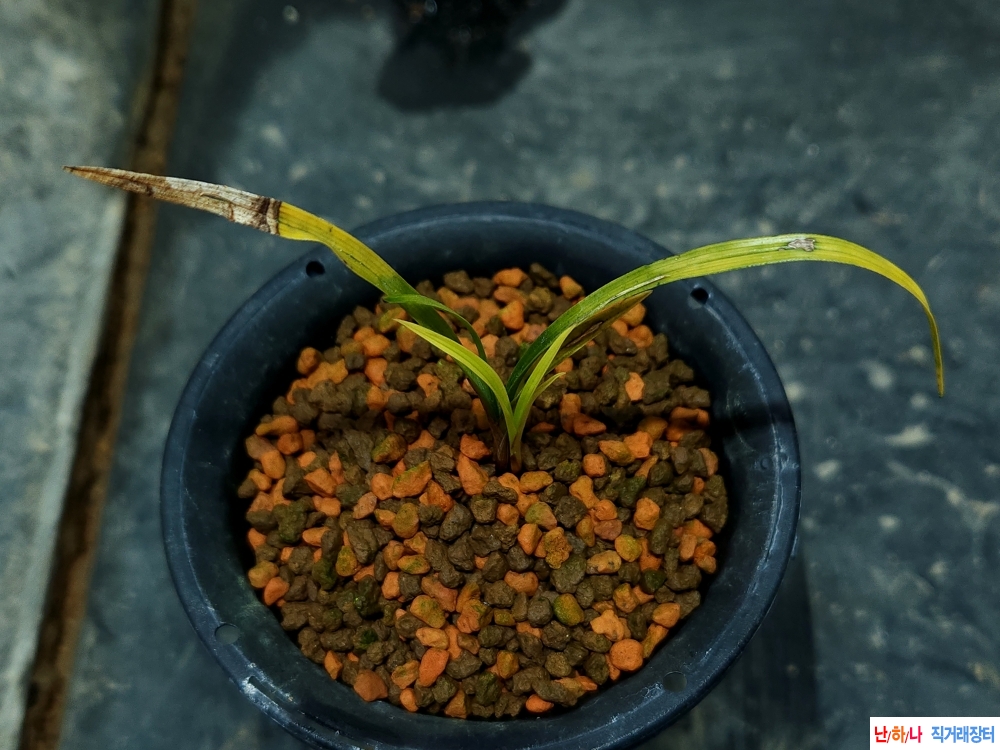 올초산채 주금서반(생?