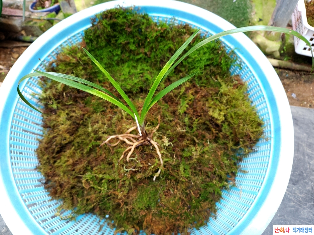 산채 서반(죽근츌발)