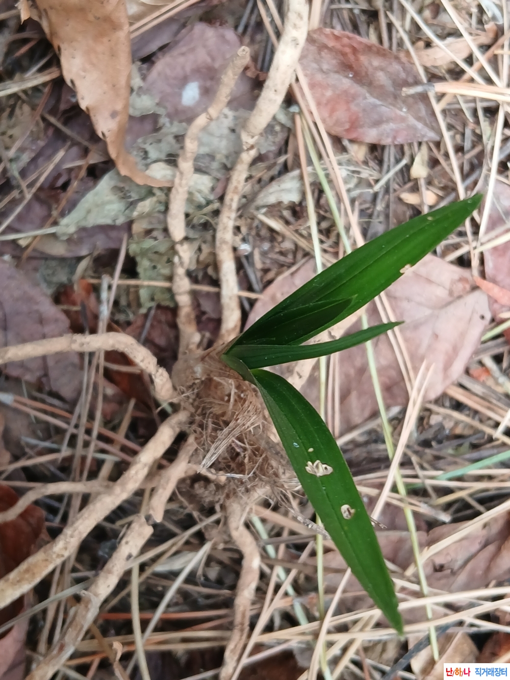 산채 단엽성 환엽변