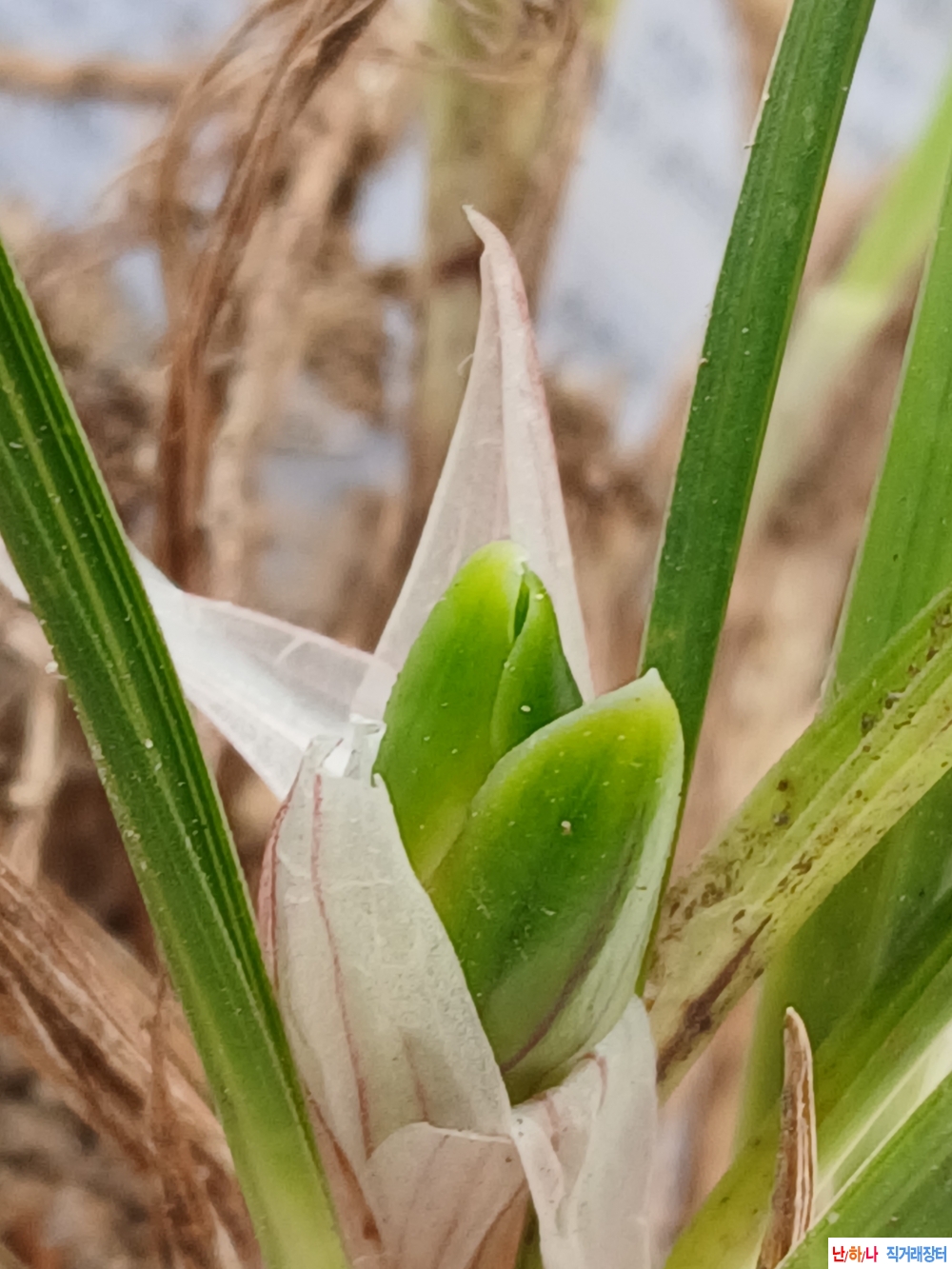 산채서반 산반화