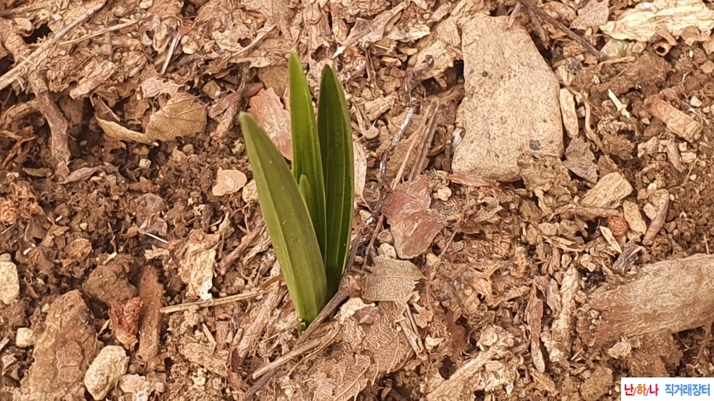 산채반성 정통두화변