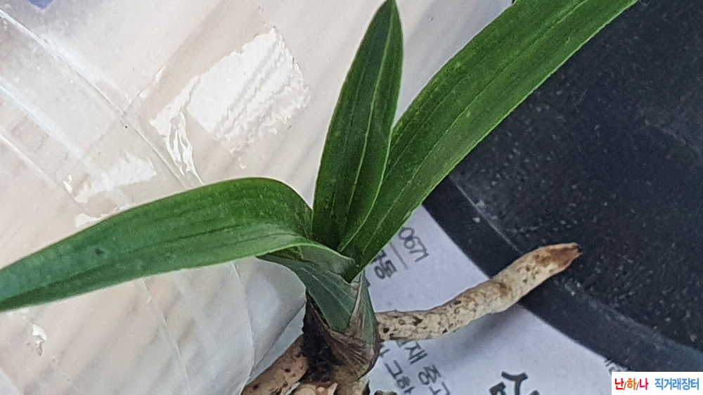 산채 반성 환엽변