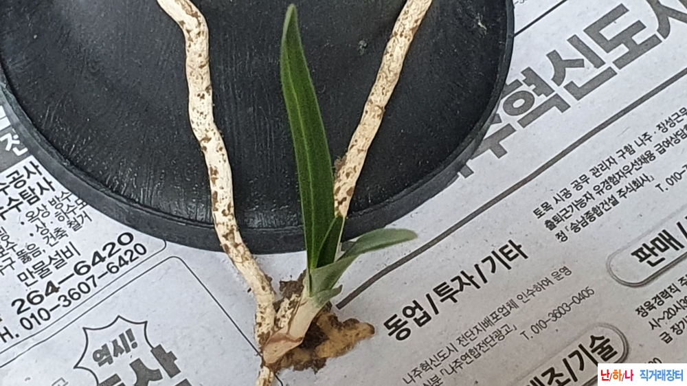산채 두화변