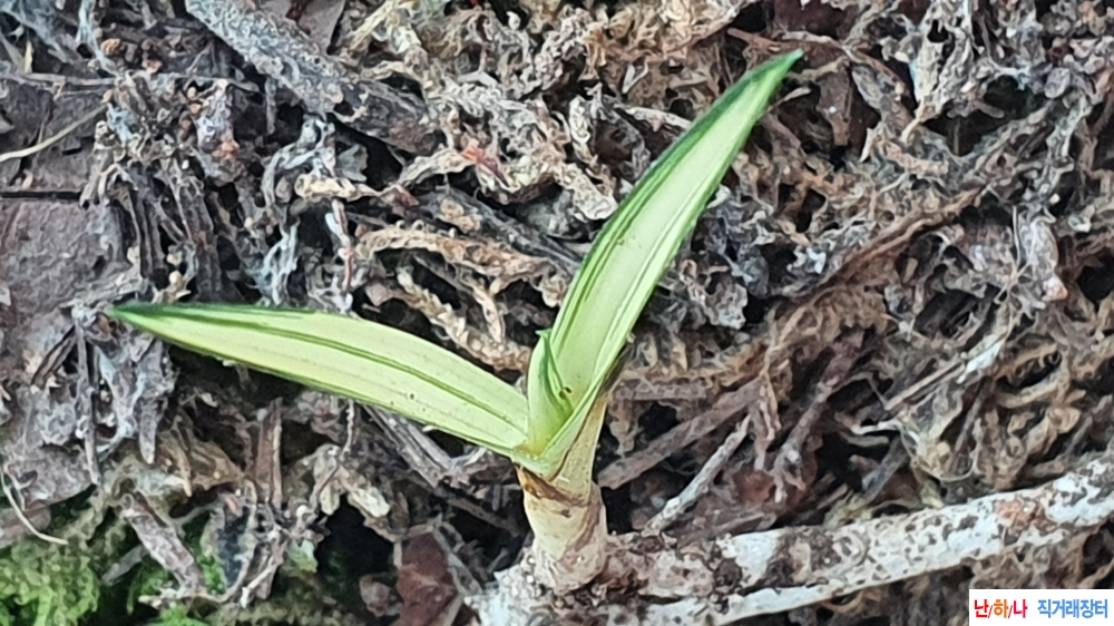 **특산채 단엽변 황중?