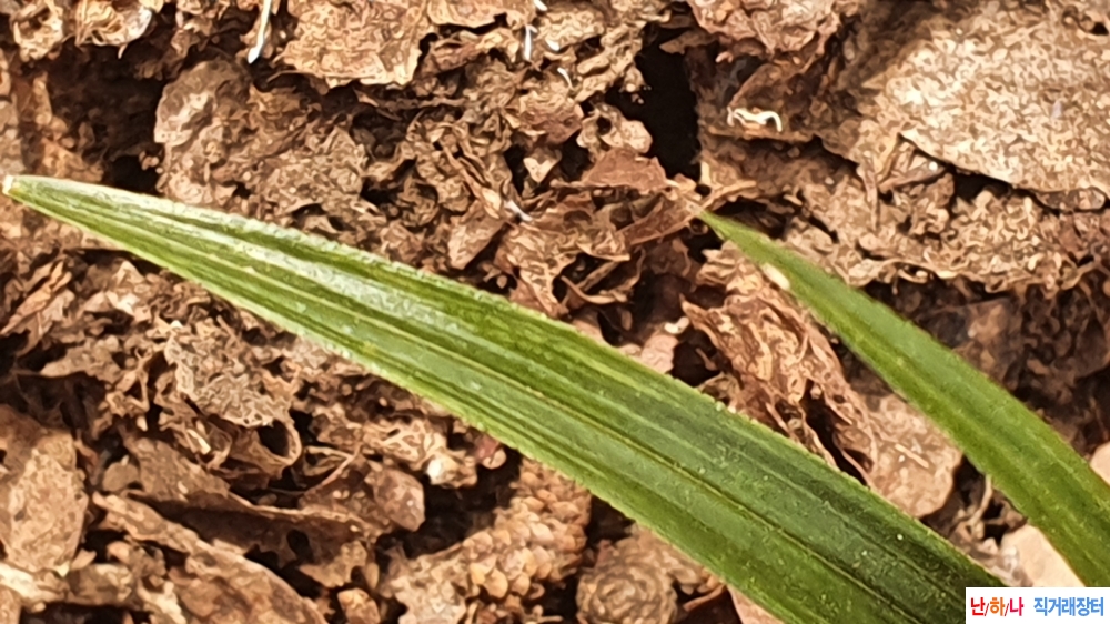 산채 까랑한 입변산반