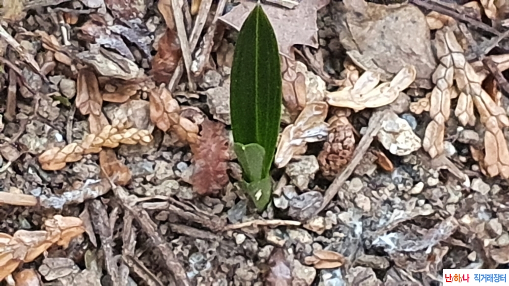 산채 두화변단엽