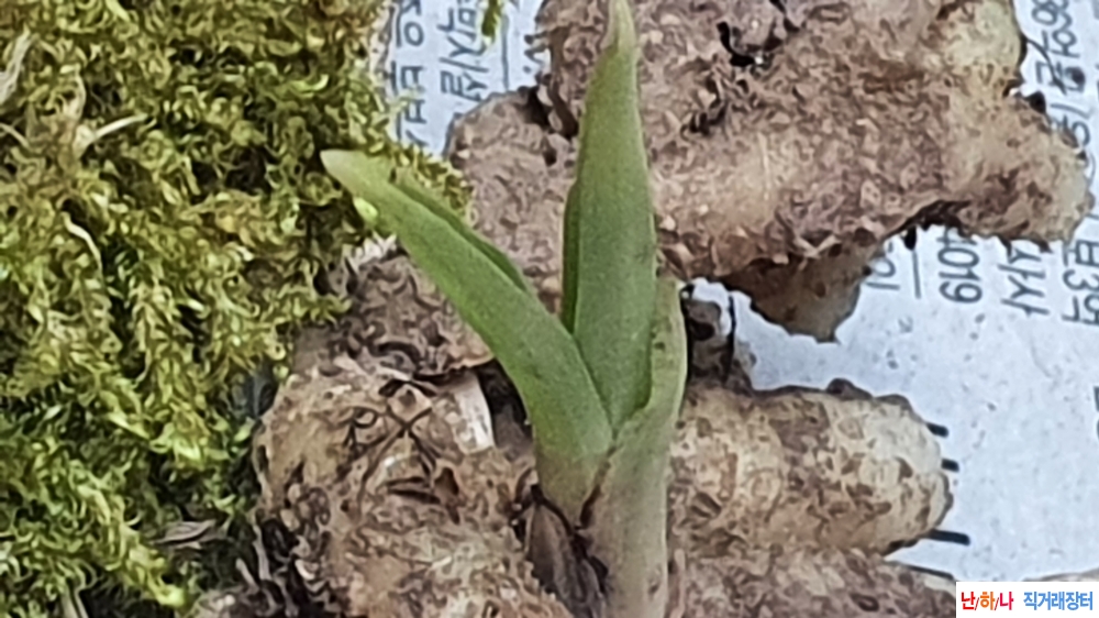 산채 서반물 단엽성