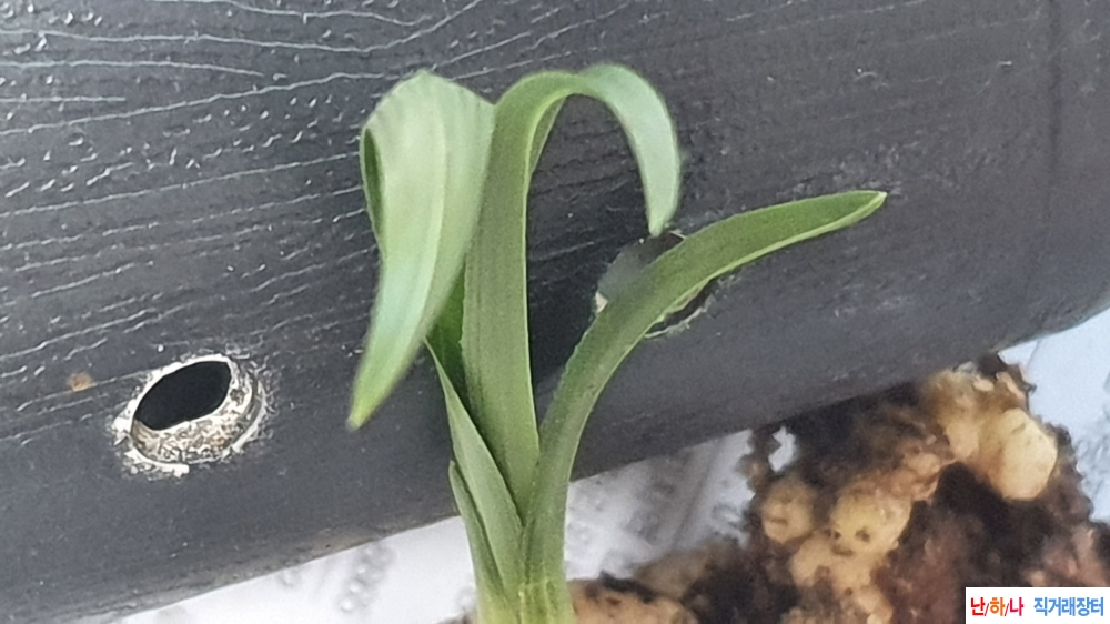 산채 현란한 입변