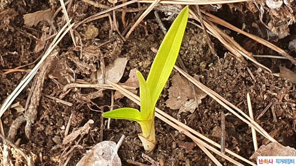 **특산채 두화변 금계?