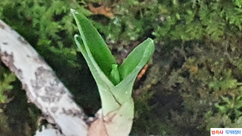 산채 반성단엽변