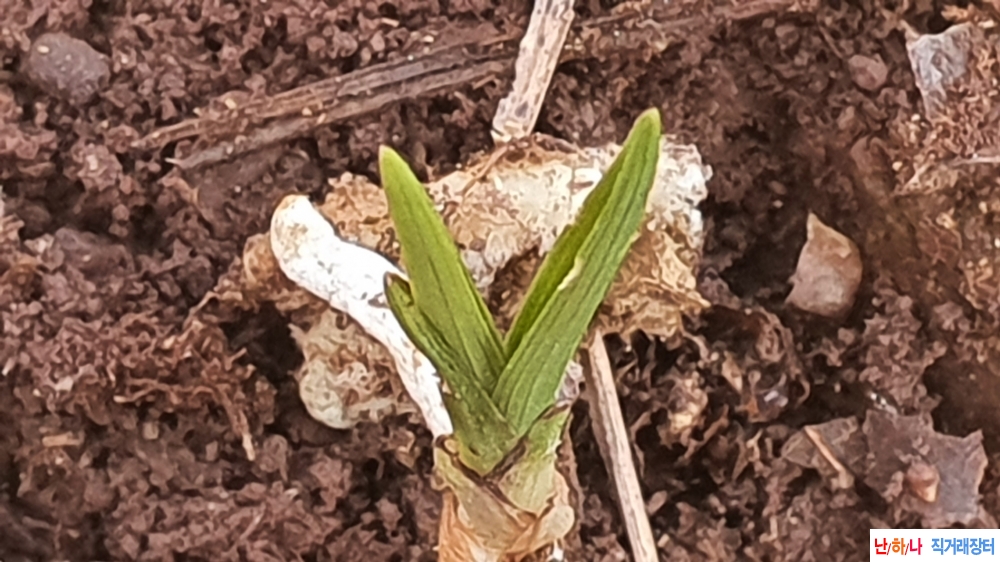 산채 반성단엽변