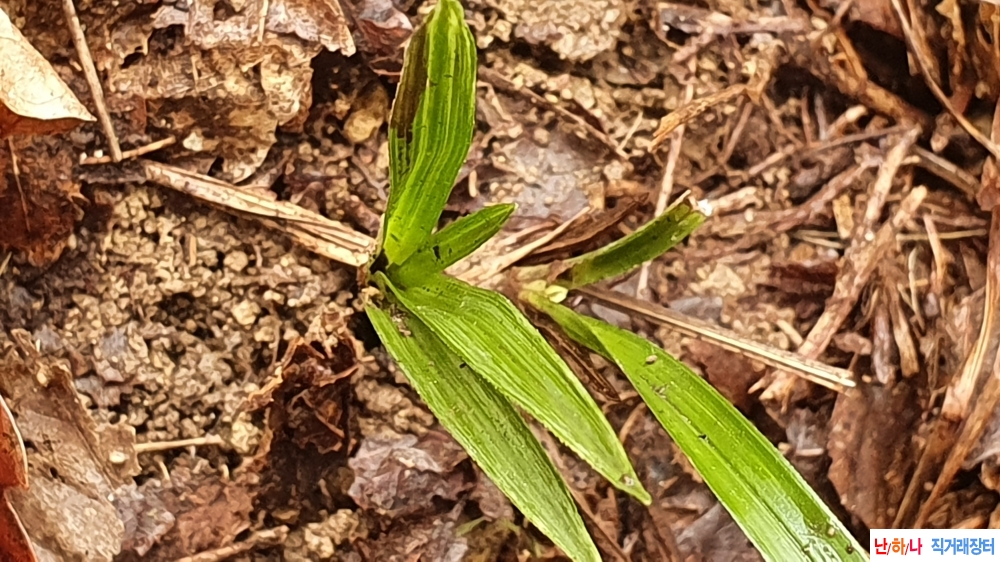 **금일산채 산반호**