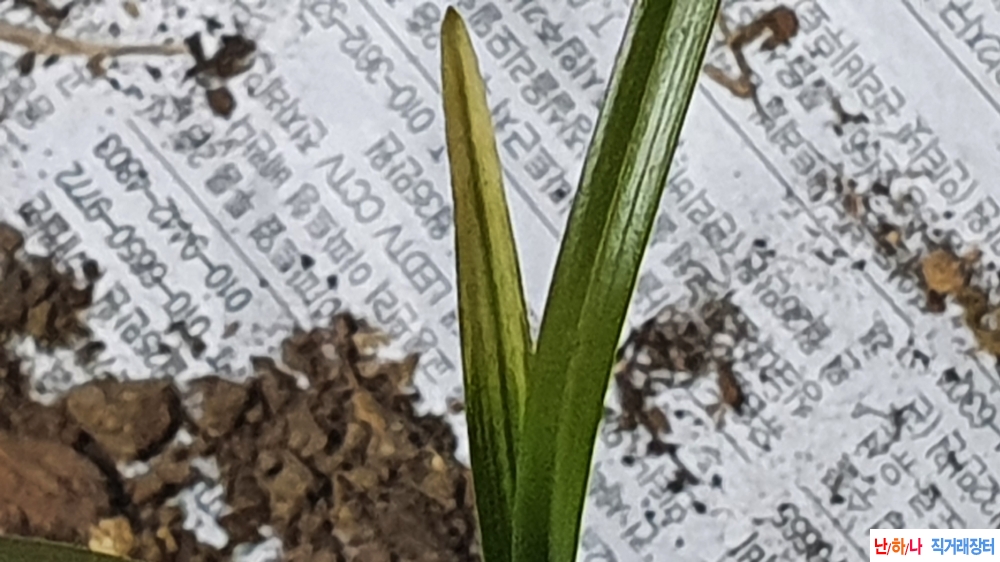 금일산채 입변 황산반