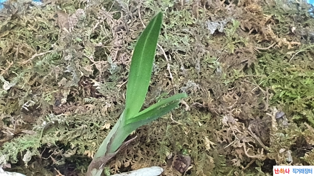 산채 반성 두화변