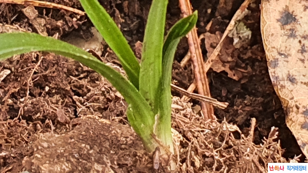 금일산채 단엽성변 치?