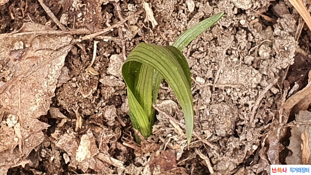 산채 카누단엽성변