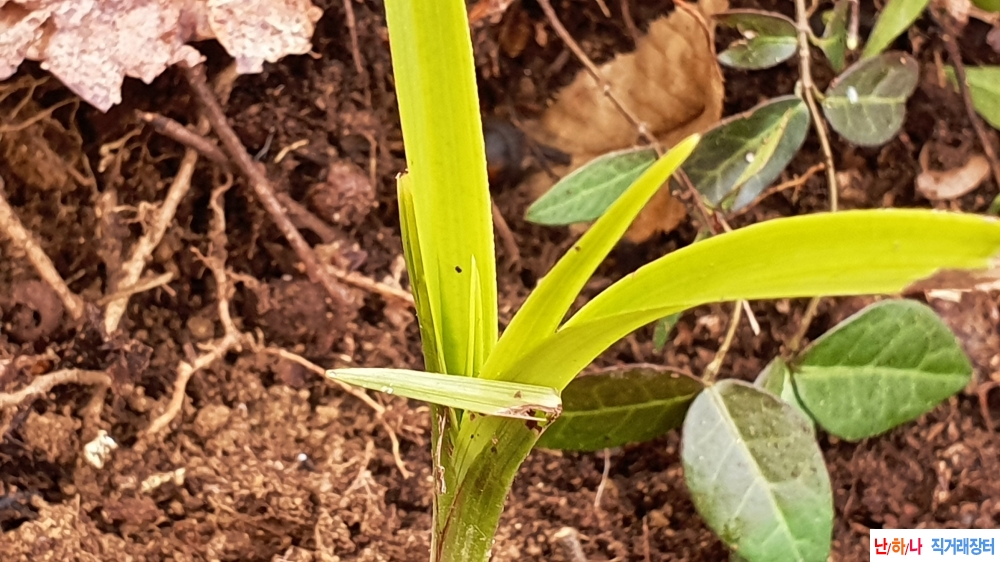 산채 빳빳한 입변서반