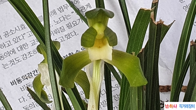 산채 기대소심